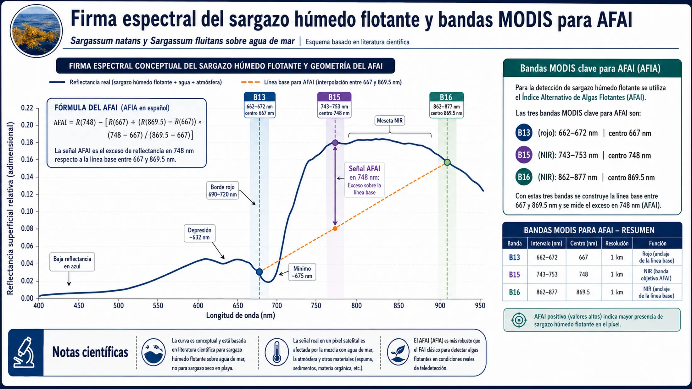 Firma espectral del sargazo húmedo flotante y geometría del