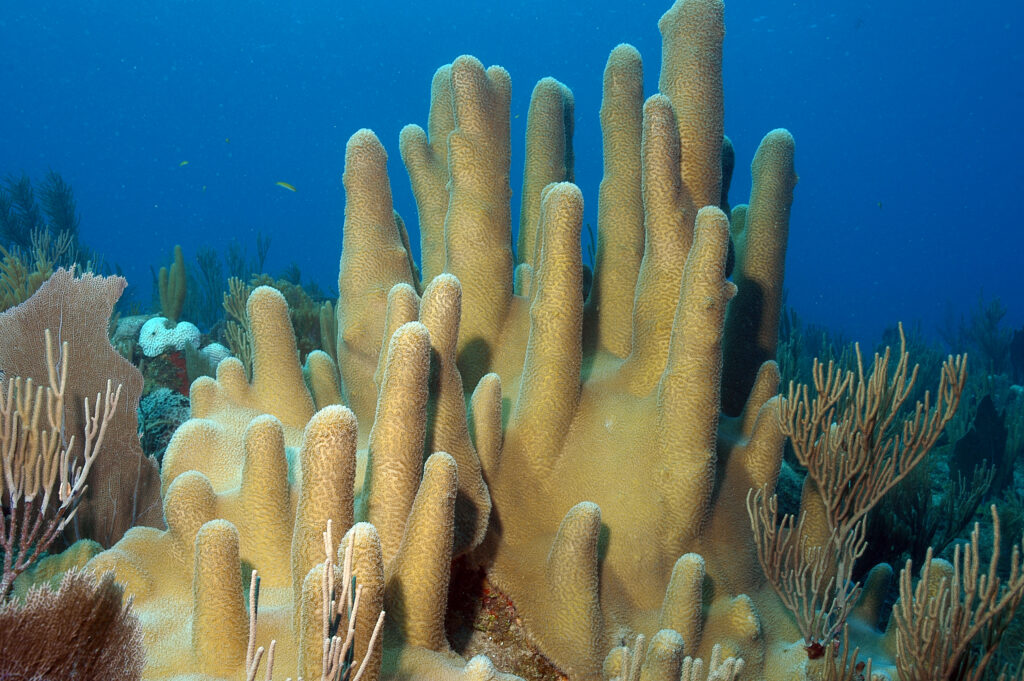 Coral columna 1 Coral columna 1